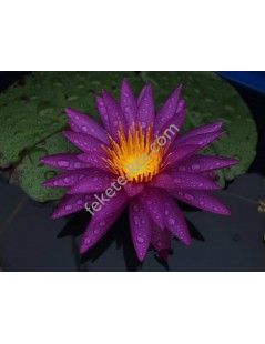 Nymphaea Detective Erika (fara ghiveci)