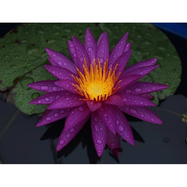 Nymphaea Detective Erika (fara ghiveci)