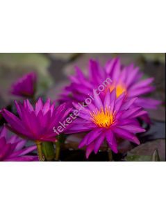 Nymphaea Detective Erika (fara ghiveci)