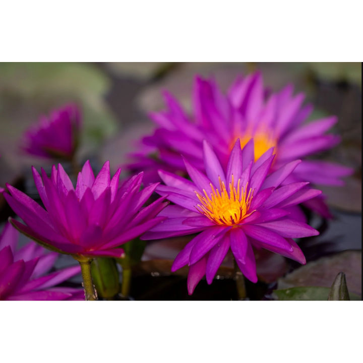 Nymphaea Detective Erika (fara ghiveci)