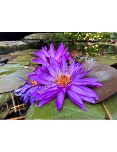 Nymphaea Detective Erika (fara ghiveci)