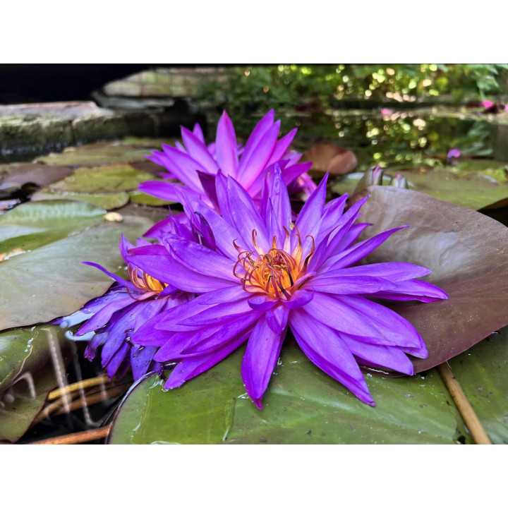 Nymphaea Detective Erika (fara ghiveci)