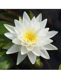 Nymphaea Perry's Double White (fara ghiveci)