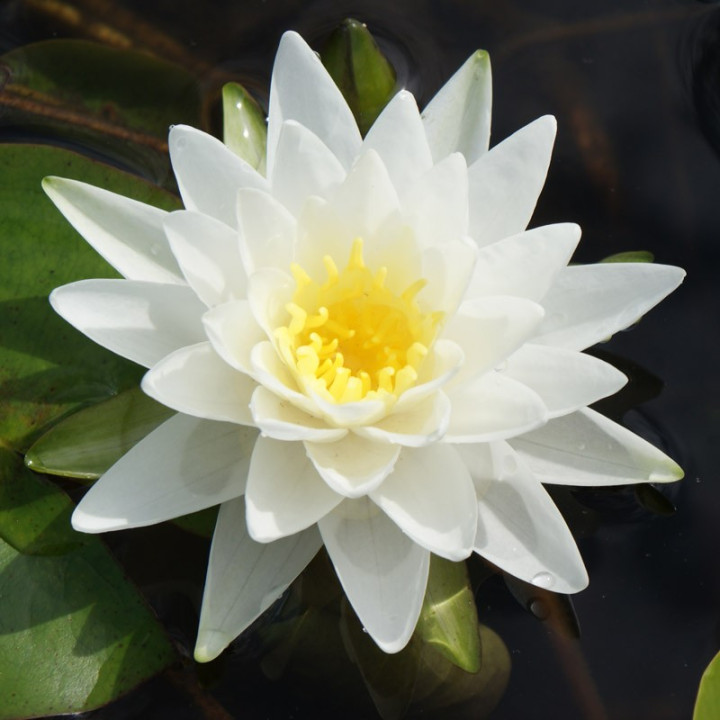 Nymphaea Perry's Double White (fara ghiveci)