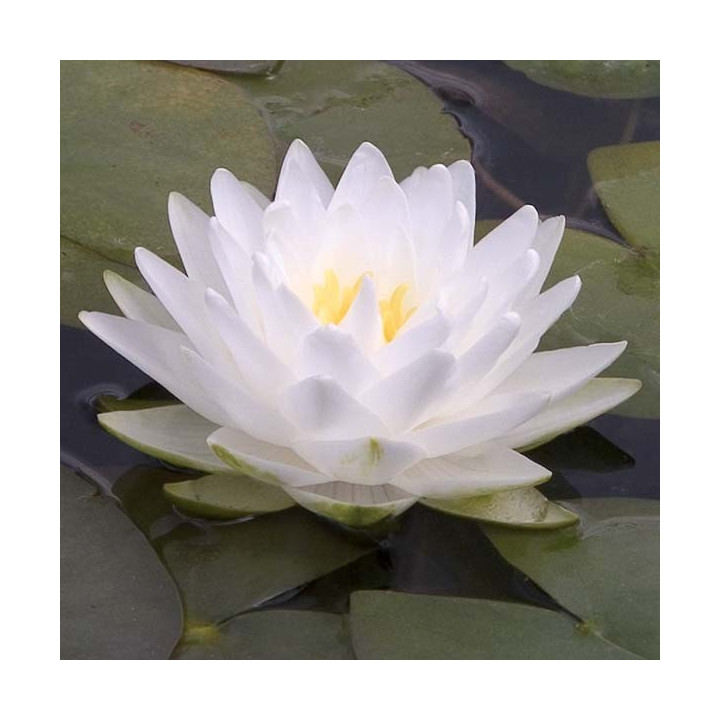 Nymphaea Perry's Double White (fara ghiveci)