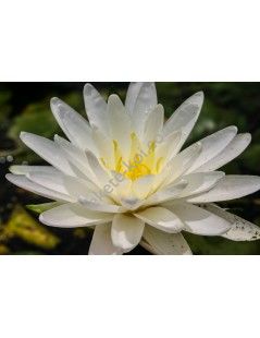 Nymphaea Perry's Double White (fara ghiveci)