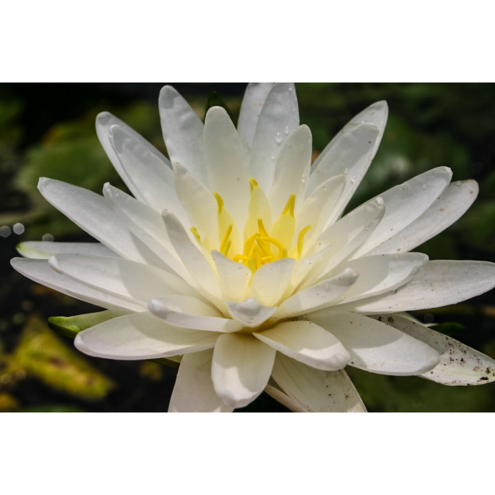 Nymphaea Perry's Double White (fara ghiveci)