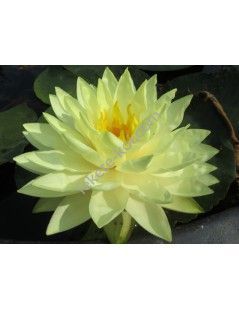Nymphaea Perry's Double Yellow (fara ghiveci)