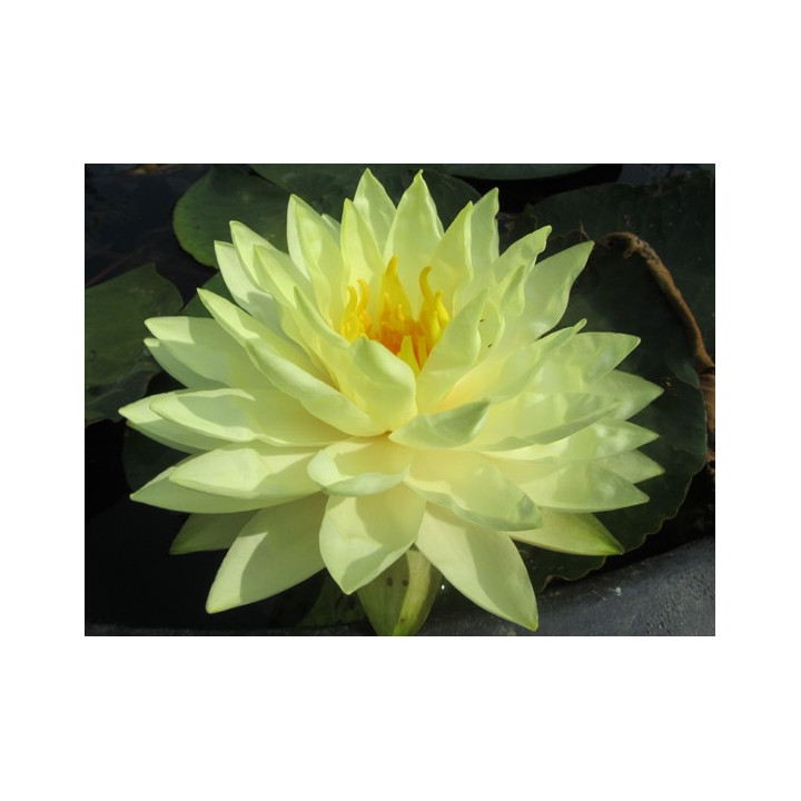 Nymphaea Perry's Double Yellow (fara ghiveci)