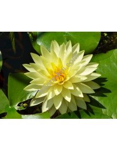Nymphaea Perry's Double Yellow (fara ghiveci)