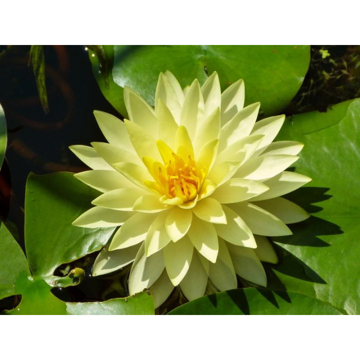 Nymphaea Perry's Double Yellow (fara ghiveci)