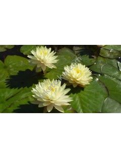 Nymphaea Perry's Double Yellow (fara ghiveci)