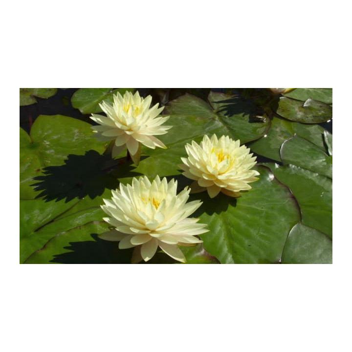 Nymphaea Perry's Double Yellow (fara ghiveci)