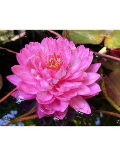 Nymphaea Fuchsia Pom Pom (fara ghiveci)