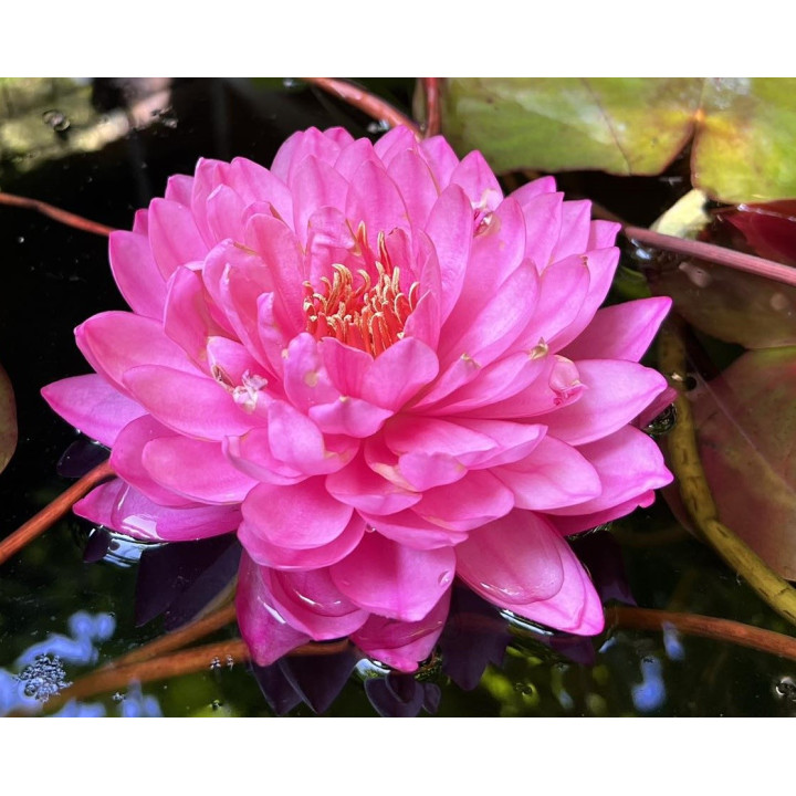 Nymphaea Fuchsia Pom Pom (fara ghiveci)
