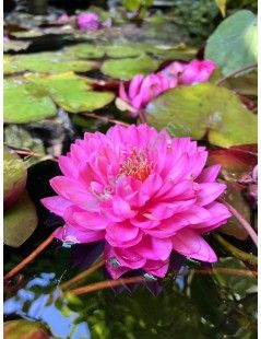 Nymphaea Fuchsia Pom Pom (fara ghiveci)