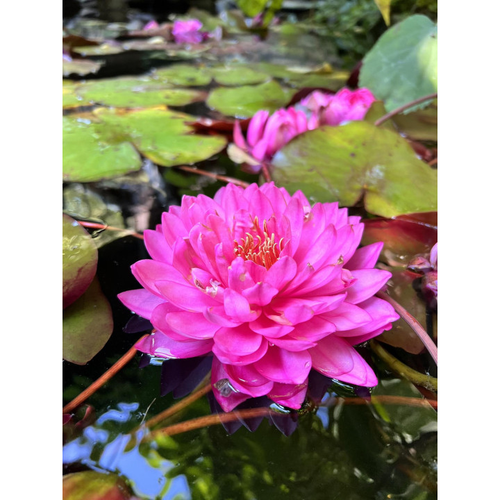 Nymphaea Fuchsia Pom Pom (fara ghiveci)