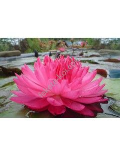 Nymphaea Fuchsia Pom Pom (fara ghiveci)
