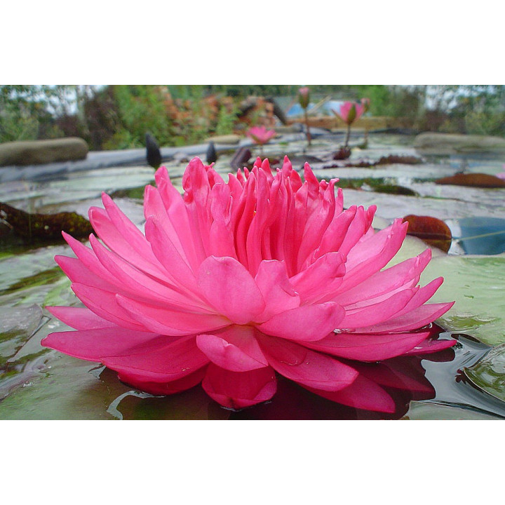 Nymphaea Fuchsia Pom Pom (fara ghiveci)