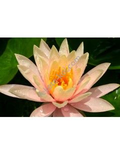 Nymphaea Georgia Peach (fara ghiveci)