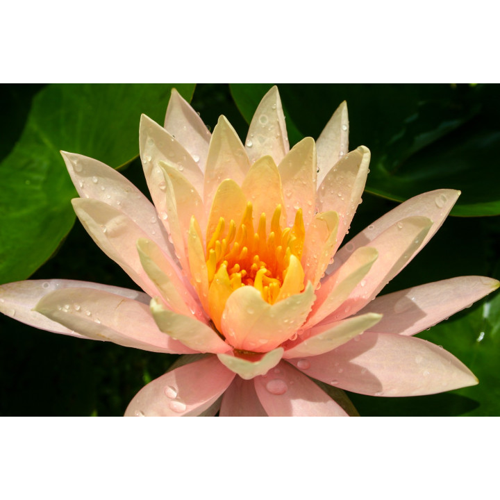 Nymphaea Georgia Peach (fara ghiveci)