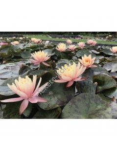 Nymphaea Georgia Peach (fara ghiveci)