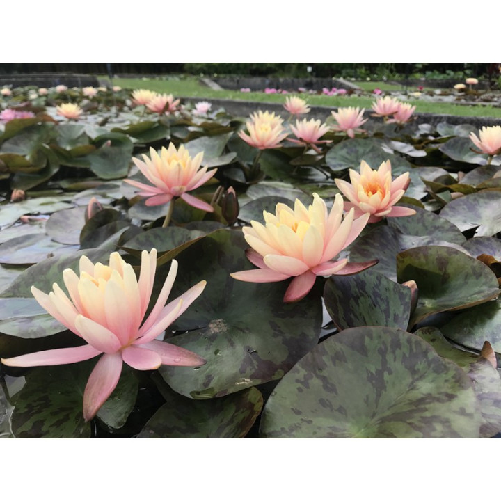 Nymphaea Georgia Peach (fara ghiveci)