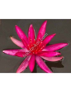 Nymphaea Hidden Violet (fara ghiveci)