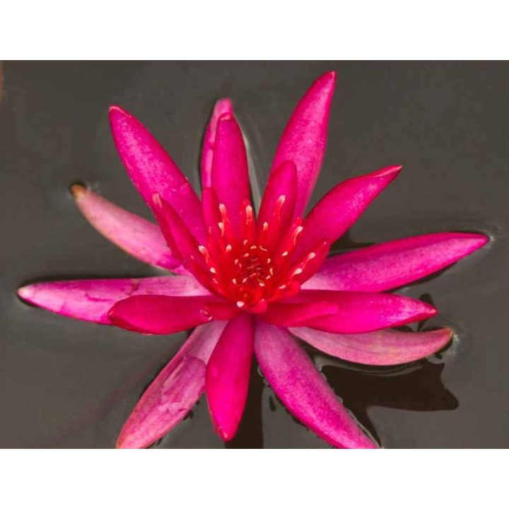 Nymphaea Hidden Violet (fara ghiveci)