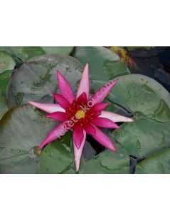 Nymphaea Hidden Violet (fara ghiveci)
