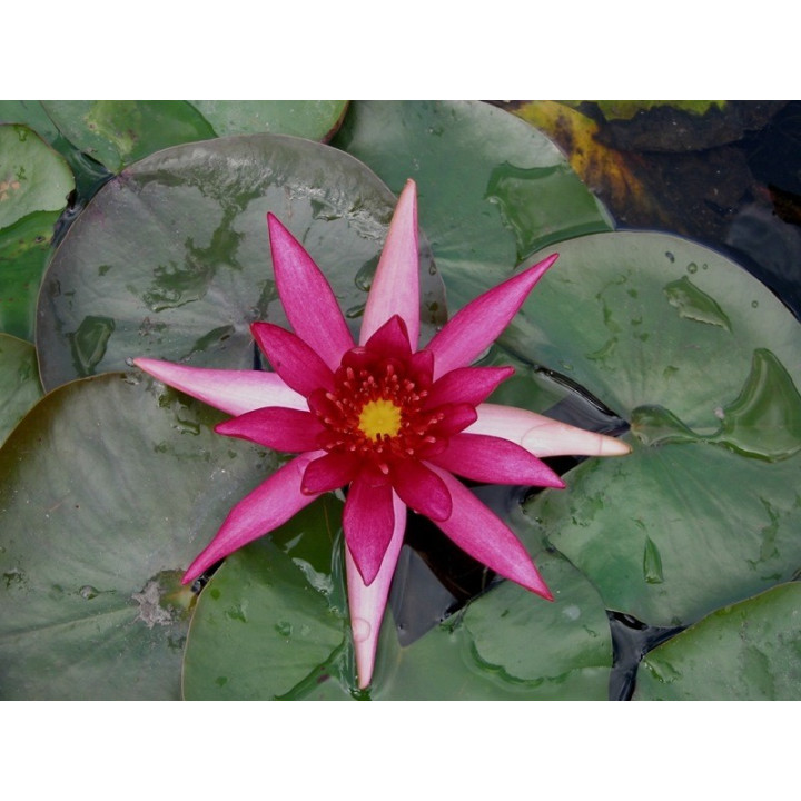 Nymphaea Hidden Violet (fara ghiveci)
