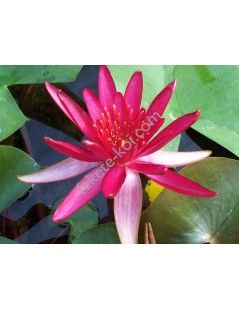 Nymphaea Hidden Violet (fara ghiveci)