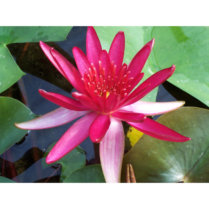 Nymphaea Hidden Violet (fara ghiveci)