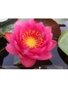 Nymphaea James Brydon (fara ghiveci)