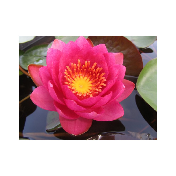 Nymphaea James Brydon (fara ghiveci)