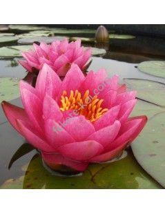 Nymphaea James Brydon (fara ghiveci)