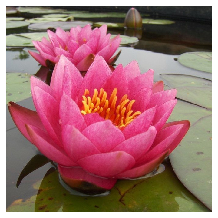 Nymphaea James Brydon (fara ghiveci)