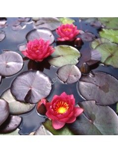 Nymphaea James Brydon (fara ghiveci)