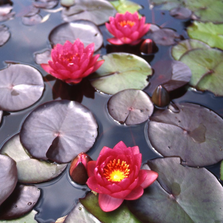 Nymphaea James Brydon (fara ghiveci)
