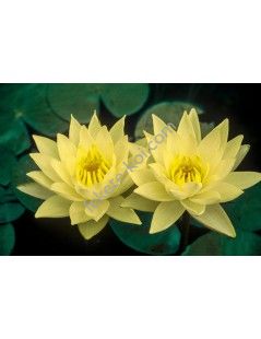 Nymphaea Joey Tomocik (fara ghiveci)