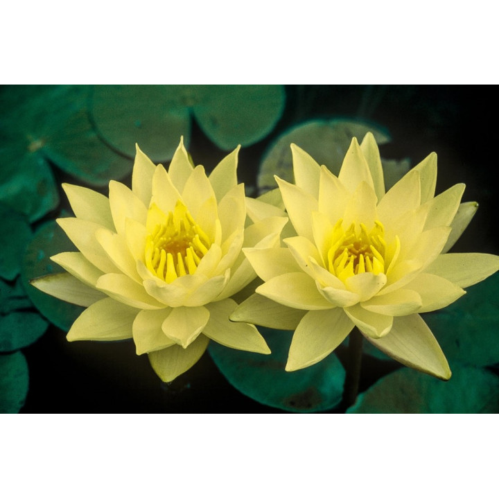 Nymphaea Joey Tomocik (fara ghiveci)