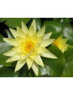 Nymphaea Joey Tomocik (fara ghiveci)