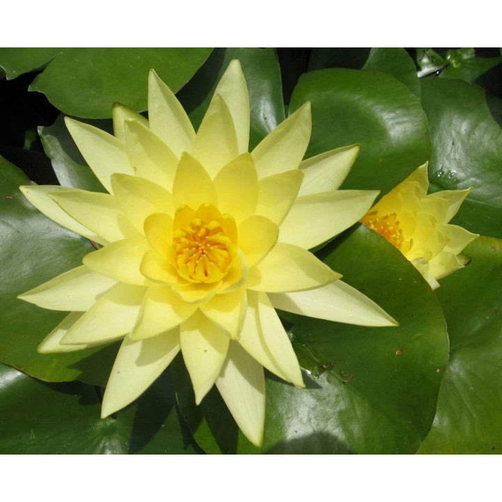 Nymphaea Joey Tomocik (fara ghiveci)