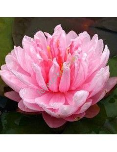 Nymphaea Lilypons (fara ghiveci)