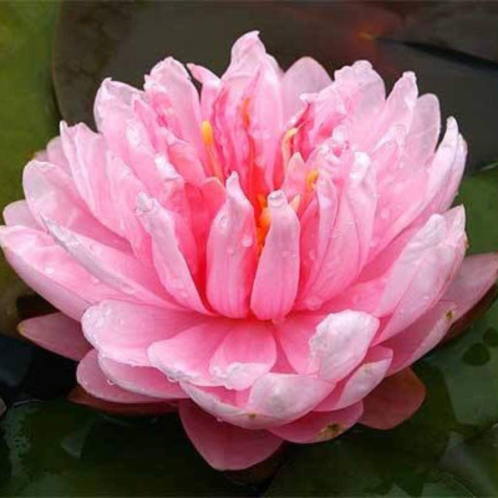 Nymphaea Lilypons (fara ghiveci)