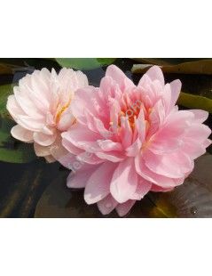 Nymphaea Lilypons (fara ghiveci)