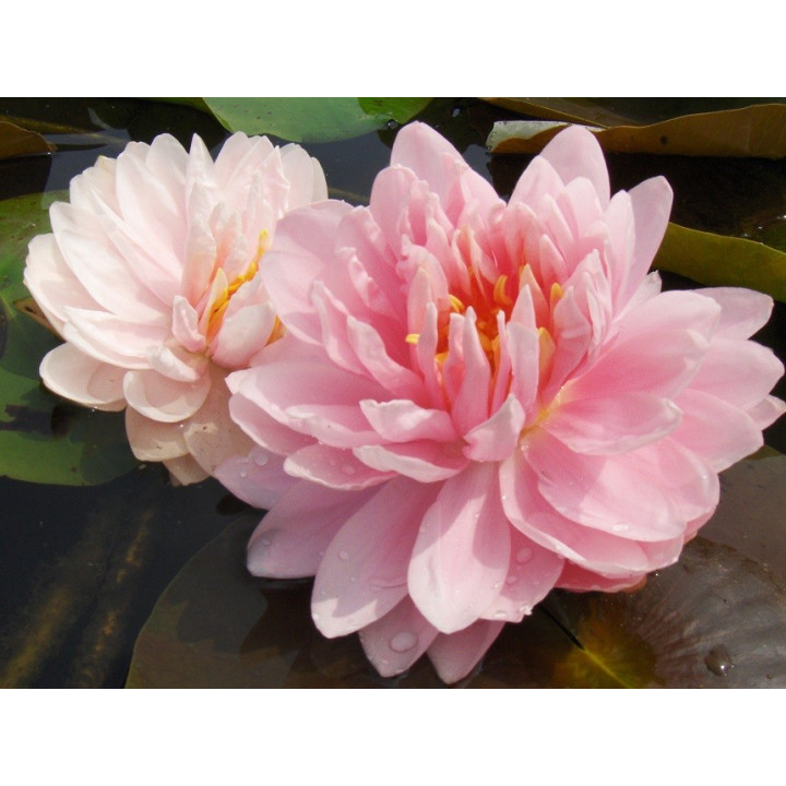 Nymphaea Lilypons (fara ghiveci)