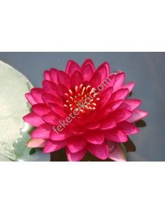 Nymphaea Manee Red (fara ghiveci)