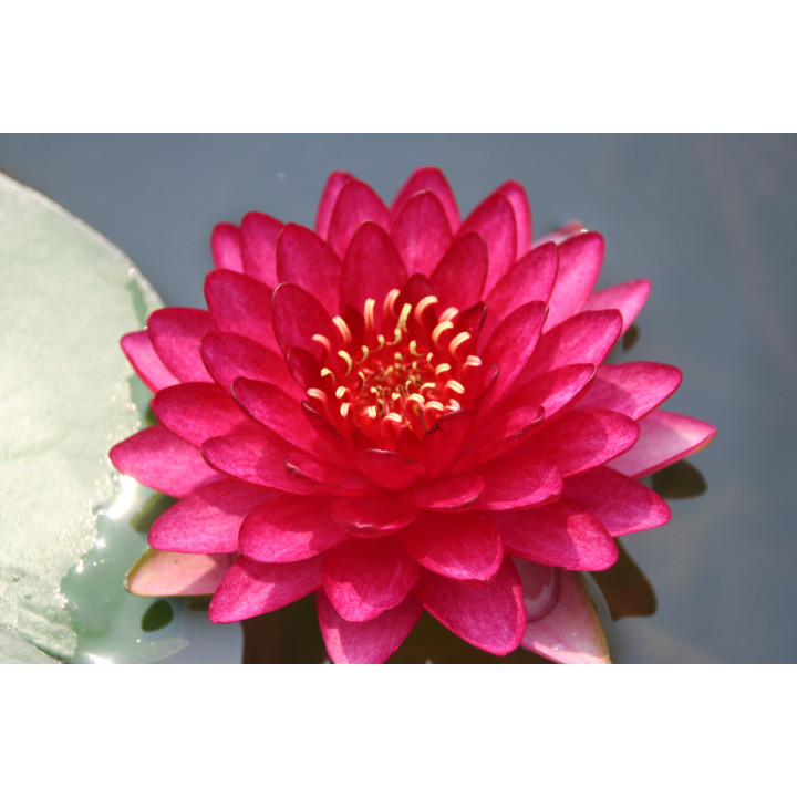 Nymphaea Manee Red (fara ghiveci)