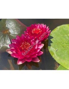 Nymphaea Manee Red (fara ghiveci)